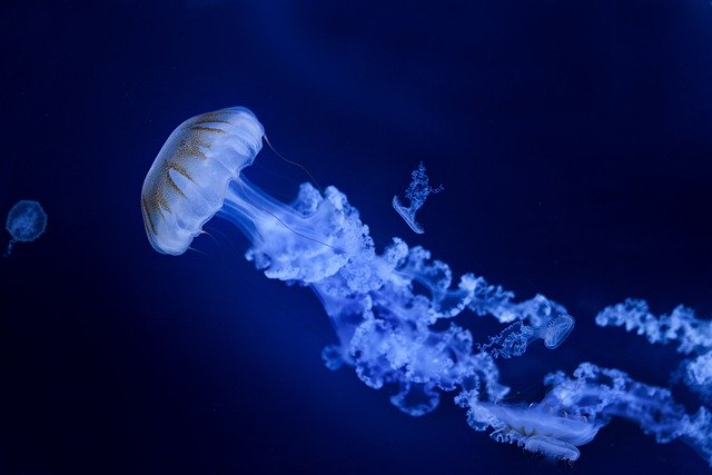 Free graphic jellyfish water sea stinging to be edited by GIMP free image editor by OffiDocs