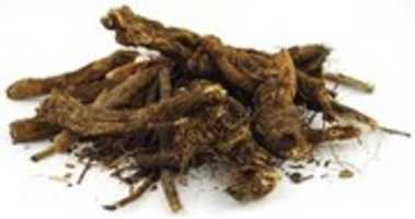 Free download Jezebel Root Herb for Prostitutes, Call Dr Michelle +27717813089 to Order free photo or picture to be edited with GIMP online image editor