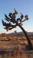 Free download joshua tree free photo or picture to be edited with GIMP online image editor