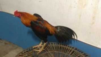 Free download JUAL AYAM BANGKOK 2021 WIRING KUNING PUKUL KERAS free photo or picture to be edited with GIMP online image editor