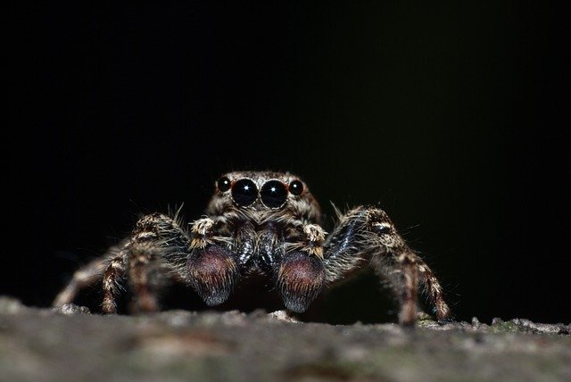 Kostenloser Download springende Spinne Spinne Insekt Makro kostenloses Bild, das mit dem kostenlosen Online-Bildeditor GIMP bearbeitet werden kann
