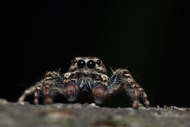 Téléchargement gratuit de l'image gratuite de macro d'insecte d'araignée sauteuse à modifier avec l'éditeur d'images en ligne gratuit GIMP