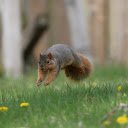 Jumping Squirrel  screen for extension Chrome web store in OffiDocs Chromium
