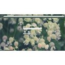 June meadow  screen for extension Chrome web store in OffiDocs Chromium