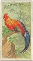 ดาวน์โหลดฟรี Jungle Fowl จากซีรี่ส์ Birds of the Tropics (N5) สำหรับ Allen & Ginter Cigarettes Brands รูปภาพหรือรูปภาพฟรีที่จะแก้ไขด้วยโปรแกรมแก้ไขรูปภาพออนไลน์ GIMP