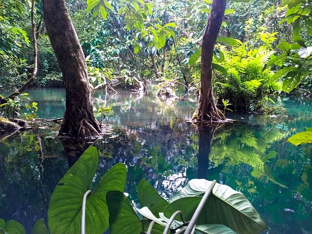 Free download jungle laos luang prabang mangroves free picture to be edited with GIMP free online image editor