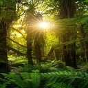 Jungle wallpaper  screen for extension Chrome web store in OffiDocs Chromium