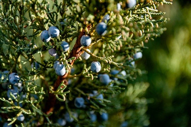 Unduh gratis gambar tanaman buah juniper berry gratis untuk diedit dengan editor gambar online gratis GIMP