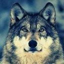 Jurawa Design Wolf 1680x1050-Bildschirm zur Erweiterung des Chrome-Webshops in OffiDocs Chromium