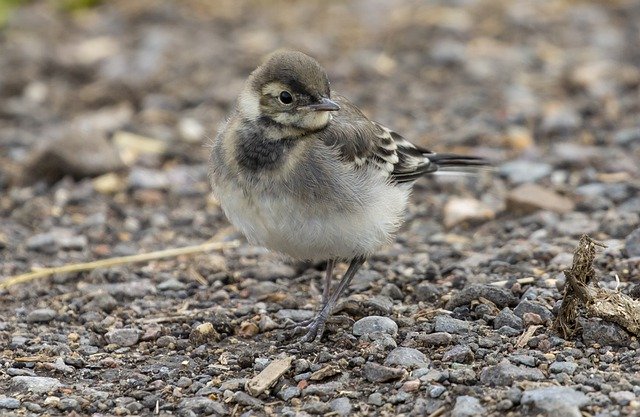 Free download juvenile pied wagtail wagtail free picture to be edited with GIMP free online image editor