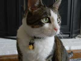 Free download Jynx the cat free photo or picture to be edited with GIMP online image editor