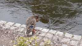 Free download Kaczor Duck Bird -  free video to be edited with OpenShot online video editor