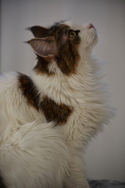 قم بتنزيل صورة kaisa cat maine coon nature المجانية ليتم تحريرها باستخدام محرر الصور المجاني عبر الإنترنت من GIMP