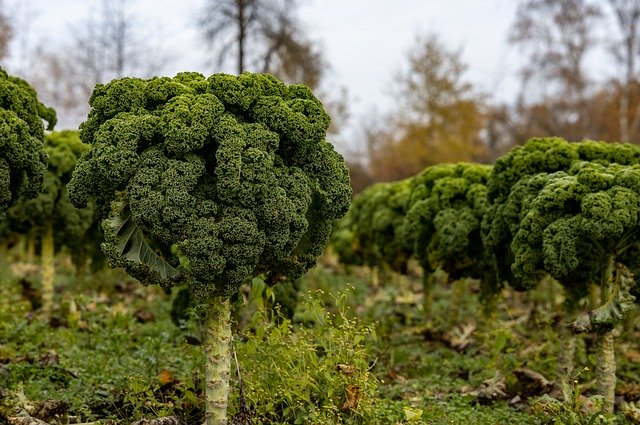 قم بتنزيل صورة مجانية لنباتات الكرنب والخضروات والزراعة مجانًا لتحريرها باستخدام محرر الصور المجاني عبر الإنترنت GIMP