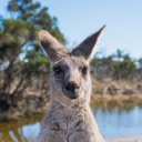 Kangaroo  screen for extension Chrome web store in OffiDocs Chromium