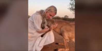 Free download Kangaroo Rescue Video Ausie free photo or picture to be edited with GIMP online image editor