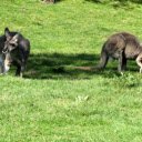 Kangaroos on the Grass  screen for extension Chrome web store in OffiDocs Chromium