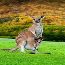 Kangaroo wallpaper  screen for extension Chrome web store in OffiDocs Chromium