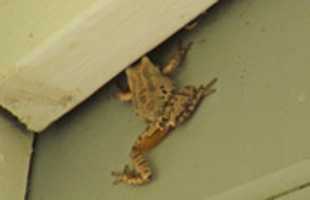 Free download Katak Betulan Ataukah free photo or picture to be edited with GIMP online image editor