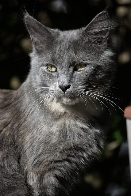 הורדה חינם של cathy cat maine coon nature תמונה בחינם לעריכה עם עורך תמונות מקוון בחינם של GIMP