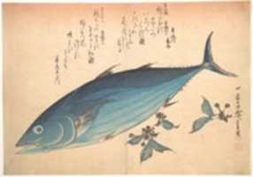 Free download Katsuo Fish with Cherry Buds, from the series Uozukushi (Every Variety of Fish) free photo or picture to be edited with GIMP online image editor