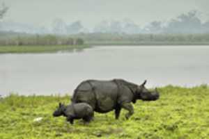 Free download Kaziranga National Park 1024x 680 free photo or picture to be edited with GIMP online image editor