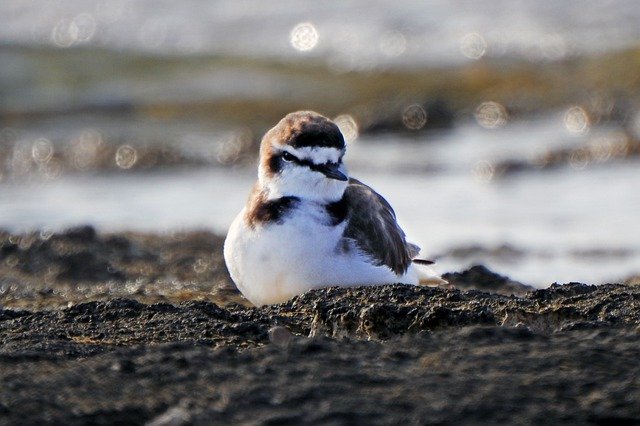 Free download kentish plover bird perched animal free picture to be edited with GIMP free online image editor