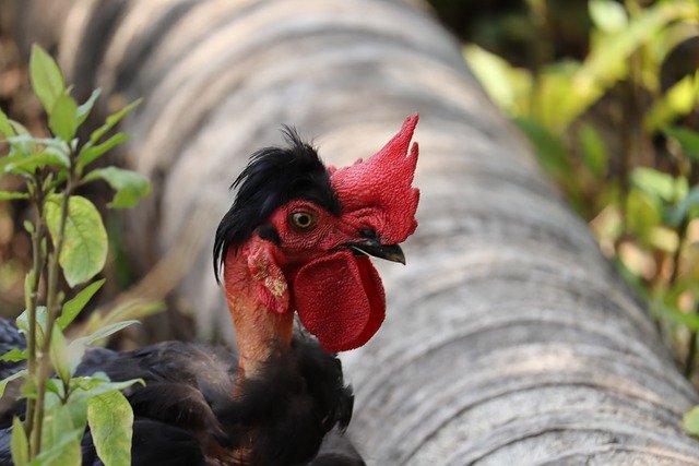 دانلود رایگان عکس مزرعه طبیعت مرغ نر کرالا برای ویرایش با ویرایشگر تصویر آنلاین رایگان GIMP