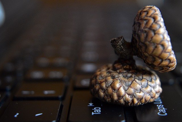 Free download keyboard laptop seed acorn fruit free picture to be edited with GIMP free online image editor