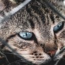 KID CAT Theme  screen for extension Chrome web store in OffiDocs Chromium