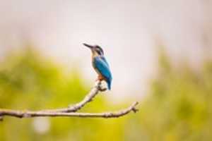 Free download kingfisher-2363879_640 free photo or picture to be edited with GIMP online image editor