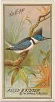 Free download Kingfisher, from the Birds of America series (N4) for Allen & Ginter Cigarettes Brands free photo or picture to be edited with GIMP online image editor