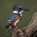 Kingfisher perched on branch wallpaper  screen for extension Chrome web store in OffiDocs Chromium