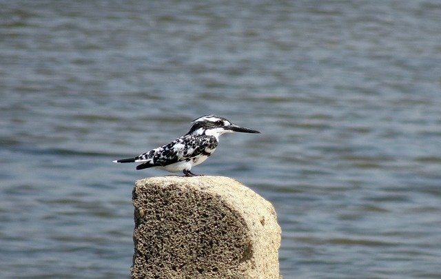 Free download kingfisher pied kingfisher free picture to be edited with GIMP free online image editor