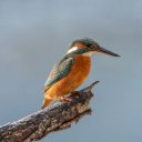 KINGFISHER Theme  screen for extension Chrome web store in OffiDocs Chromium