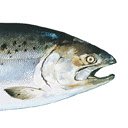 OffiDocs Chromium の拡張機能 Chrome ウェブストアの King Salmon 画面