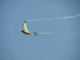 Kostenloser Download kites_berkeley kostenloses Foto oder Bild zur Bearbeitung mit GIMP Online-Bildbearbeitung