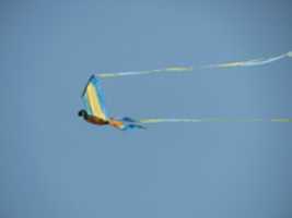 دانلود رایگان kites_berkeley عکس یا عکس برای ویرایش با ویرایشگر تصویر آنلاین GIMP