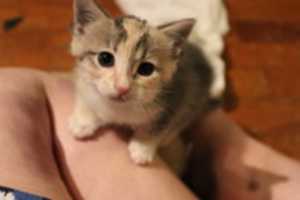 הורד בחינם תמונה או תמונה של kitten1 לעריכה עם עורך התמונות המקוון של GIMP