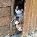 Kitten angels  screen for extension Chrome web store in OffiDocs Chromium