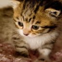 Kitten: A Tiny Ball of Cuteness and Playfulness  screen for extension Chrome web store in OffiDocs Chromium