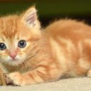Kitten: A Tiny Ball of Playfulness and Cuteness  screen for extension Chrome web store in OffiDocs Chromium