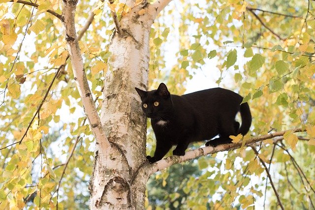 無料ダウンロード子猫猫黒猫木自然無料画像GIMP無料オンライン画像エディタで編集する