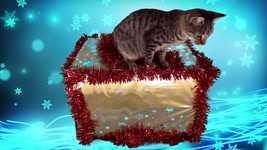 Free download Kitten Christmas Animal -  free video to be edited with OpenShot online video editor