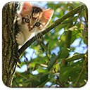 Màn hình Kitten In A Tree cho tiện ích mở rộng Cửa hàng Chrome trực tuyến trong OffiDocs Chrome