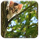 Kitten In A Tree-scherm voor extensie Chrome-webwinkel in OffiDocs Chromium