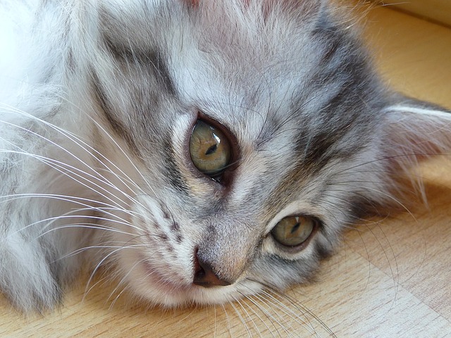 Baixe gratuitamente a imagem gratuita do gatinho maine coon grey silver cat para ser editada com o editor de imagens on-line gratuito do GIMP