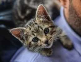 Free download Kitten Pictures free photo or picture to be edited with GIMP online image editor