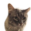 หน้าจอ Kitty Savant สำหรับส่วนขยาย Chrome เว็บสโตร์ใน OffiDocs Chromium