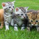 Kittens basking in the sun  screen for extension Chrome web store in OffiDocs Chromium